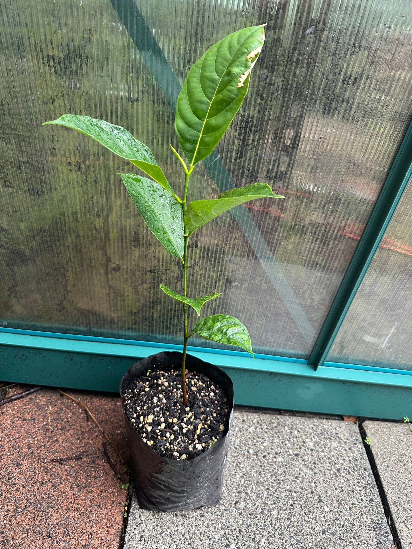 Jackfruit 'Amber' Seedling