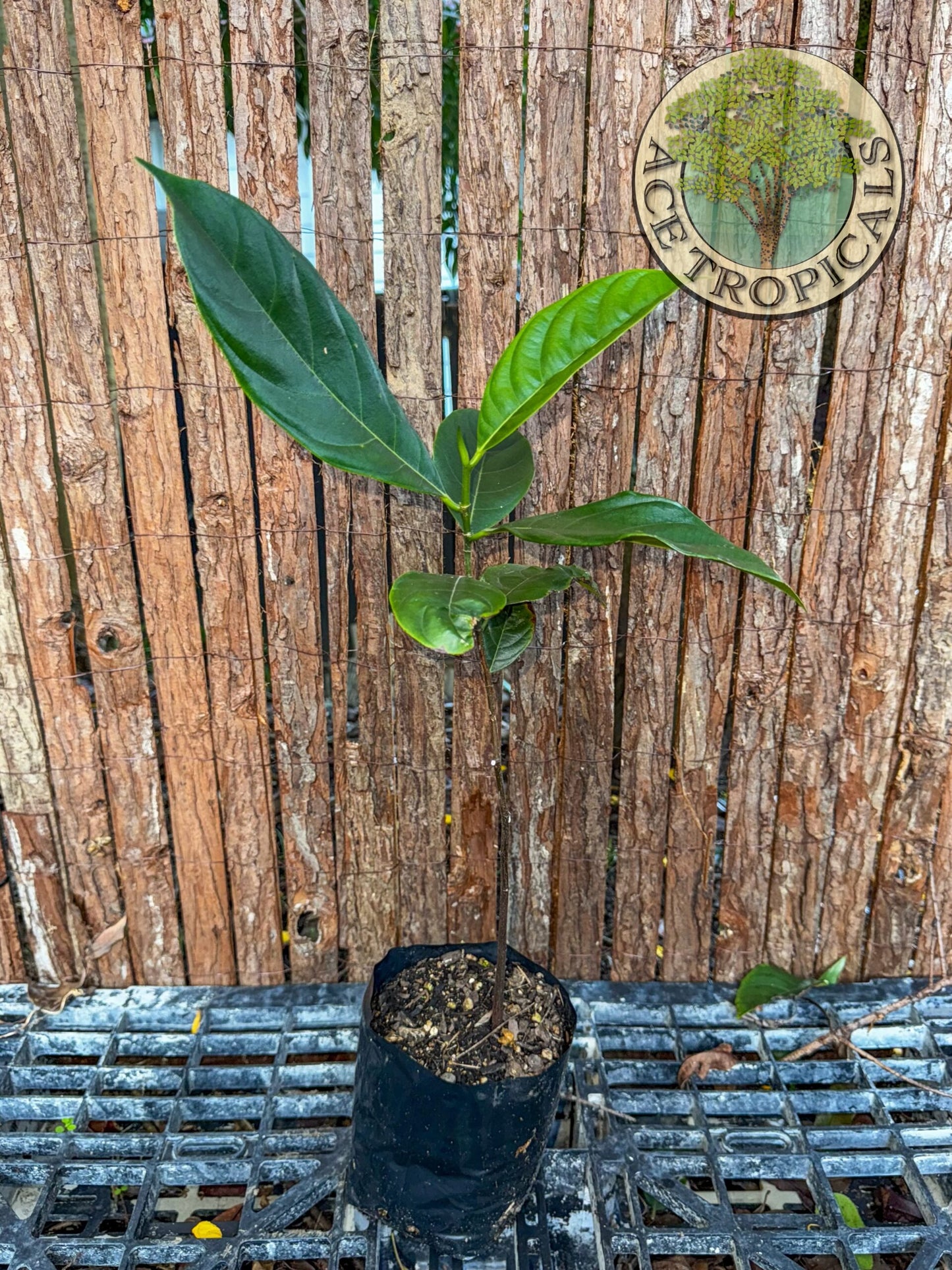 Jackfruit 'Yellow' Seedling