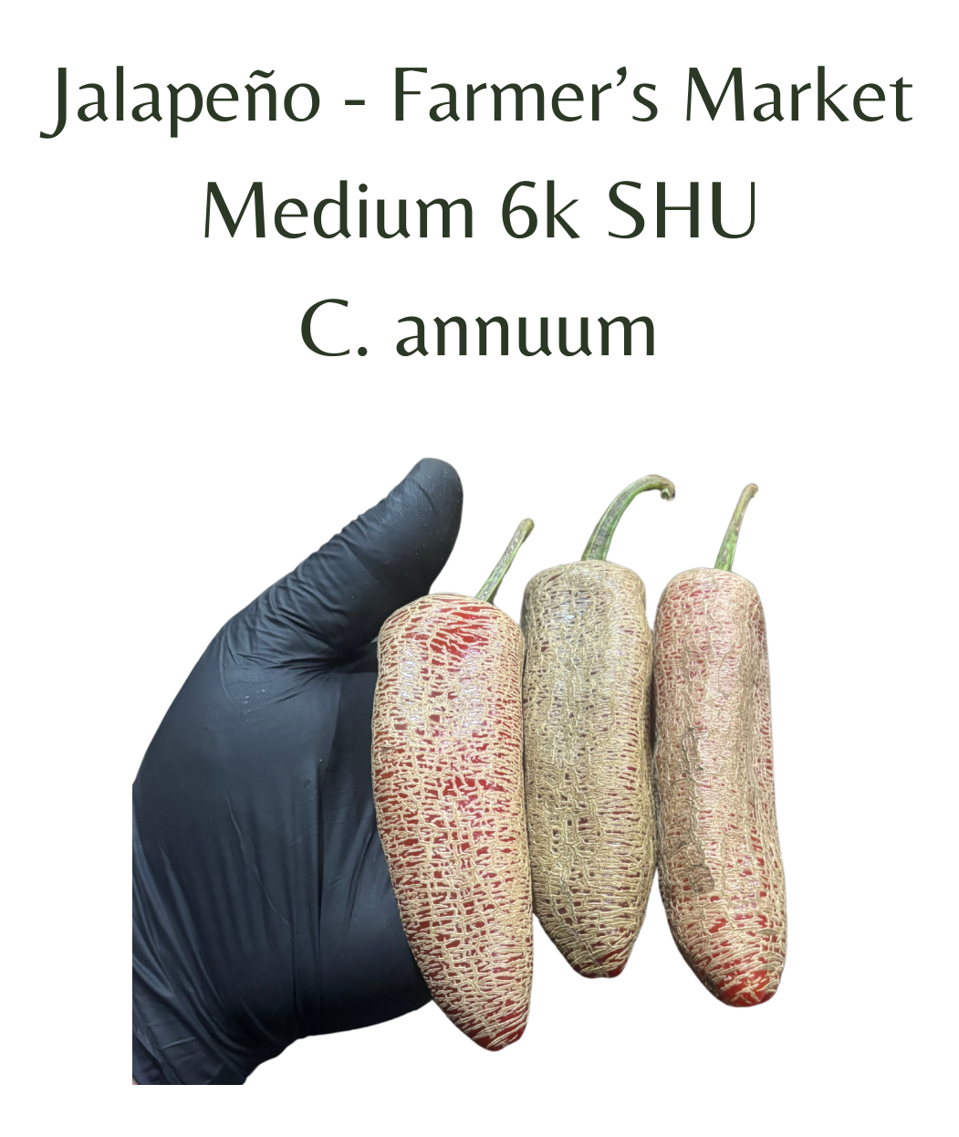 Jalapeño - Farmers Market Chilli Seeds (10 seeds)