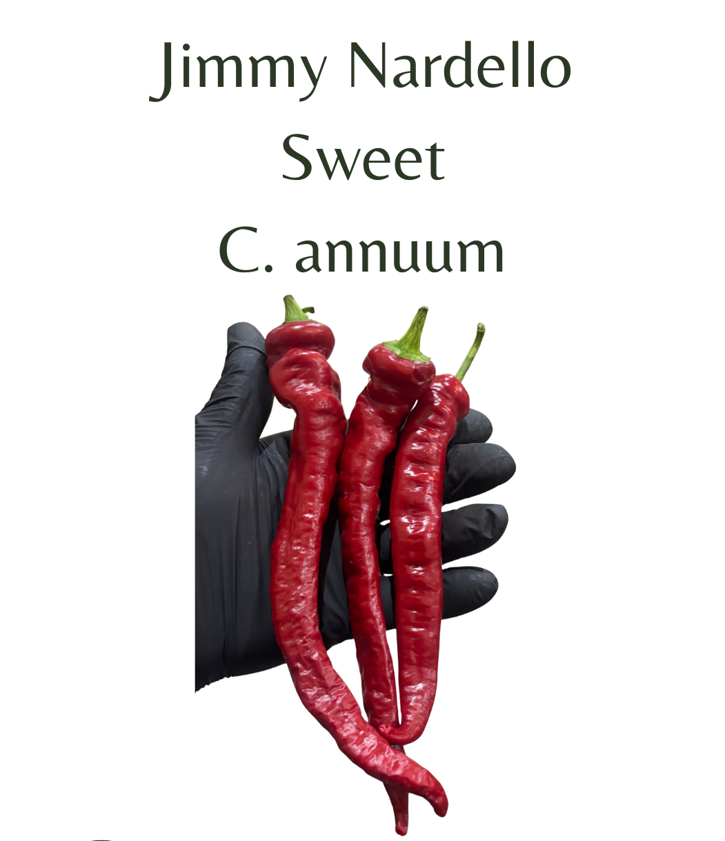 Jimmy_Nardello_Chilli_Seeds_10_seeds
