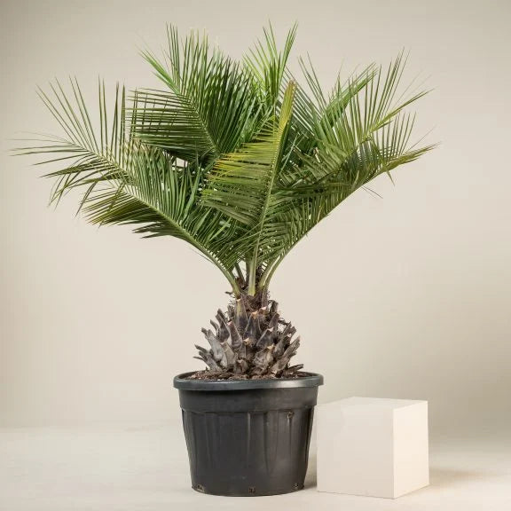 ?!label-Indicative photo