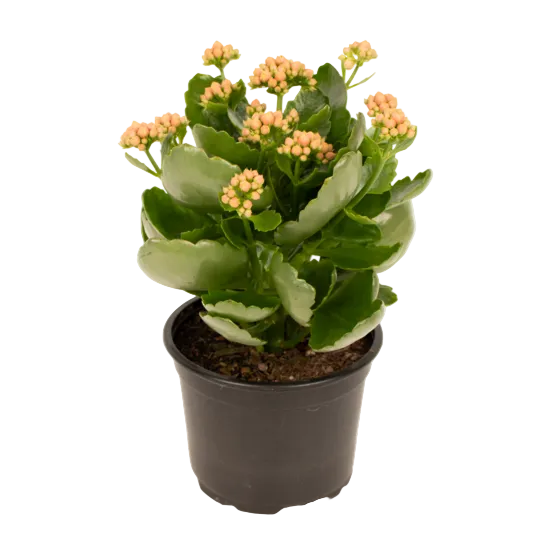 Kalanchoe 'Peach' 12cm