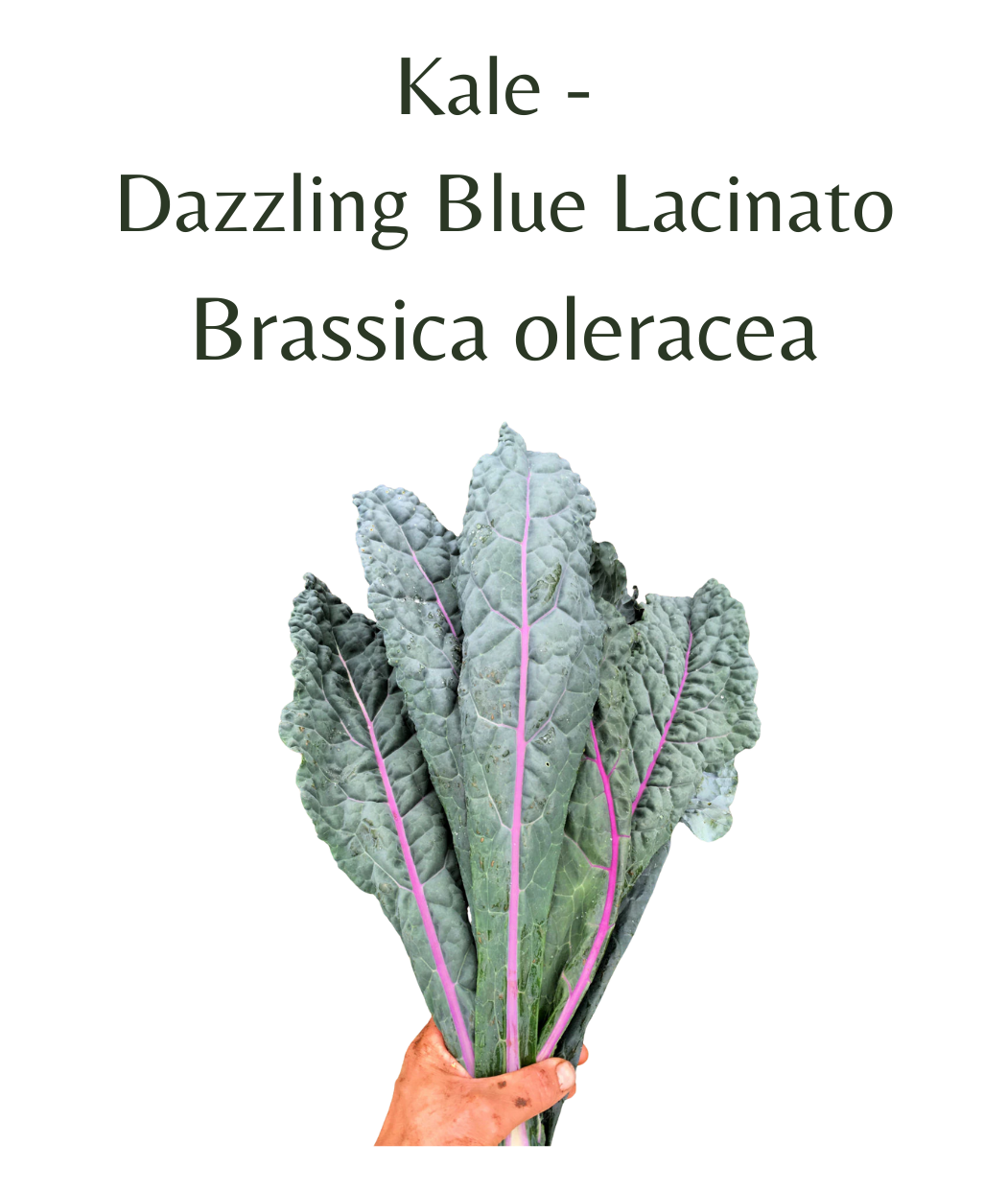 Kale_-__Dazzling_Blue_Lacinato_100_seeds