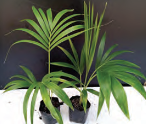 Howea forsteriana | Kentia Palm