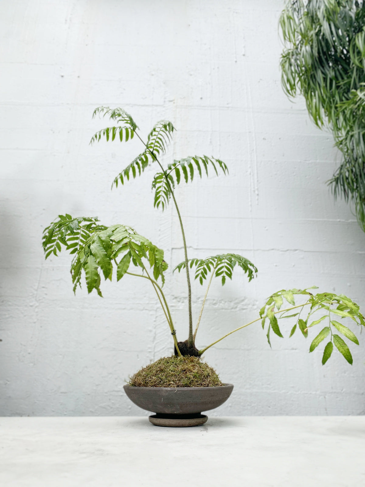 Kokedama: King Fern | Ptisana salicina