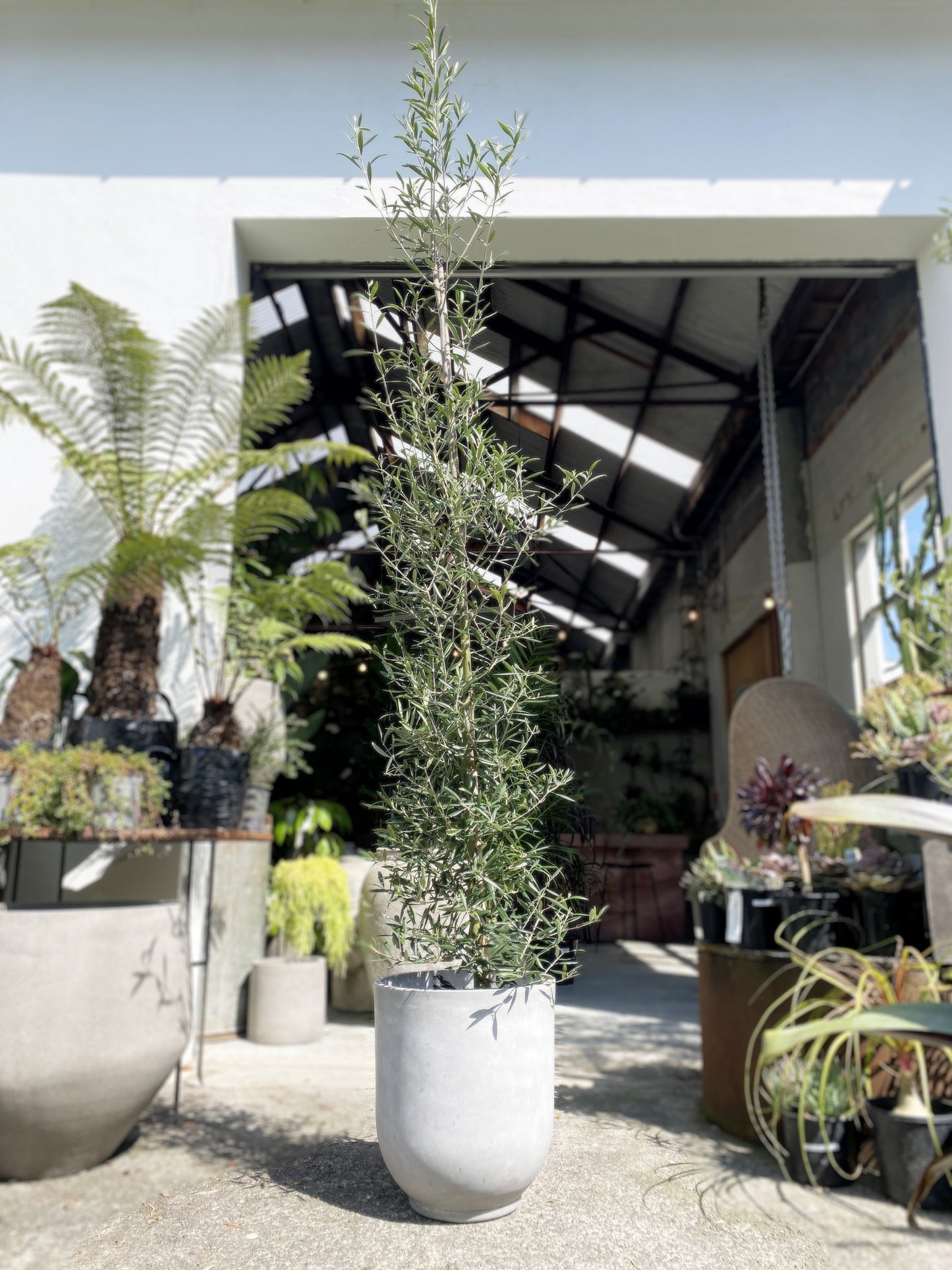 Olea - Olive Tree