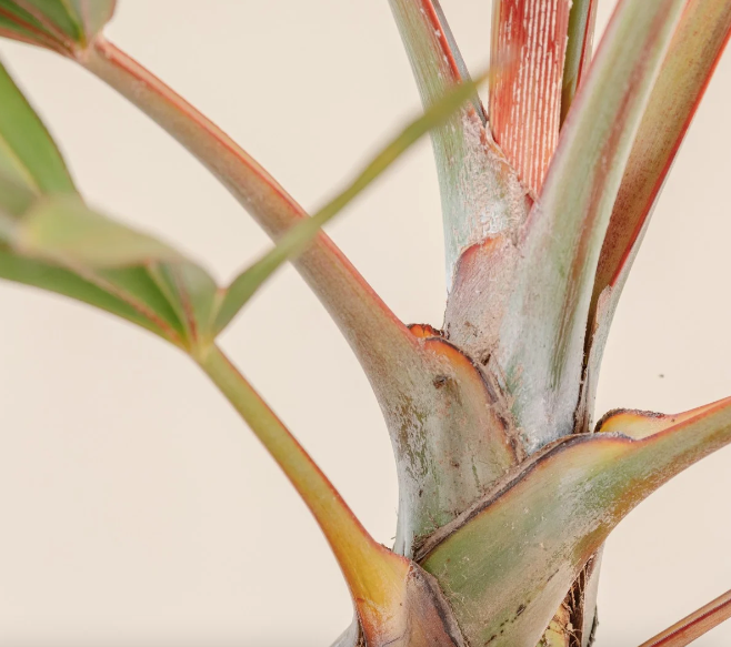 Latania lontaroides | Red Latan Palm 2ltr