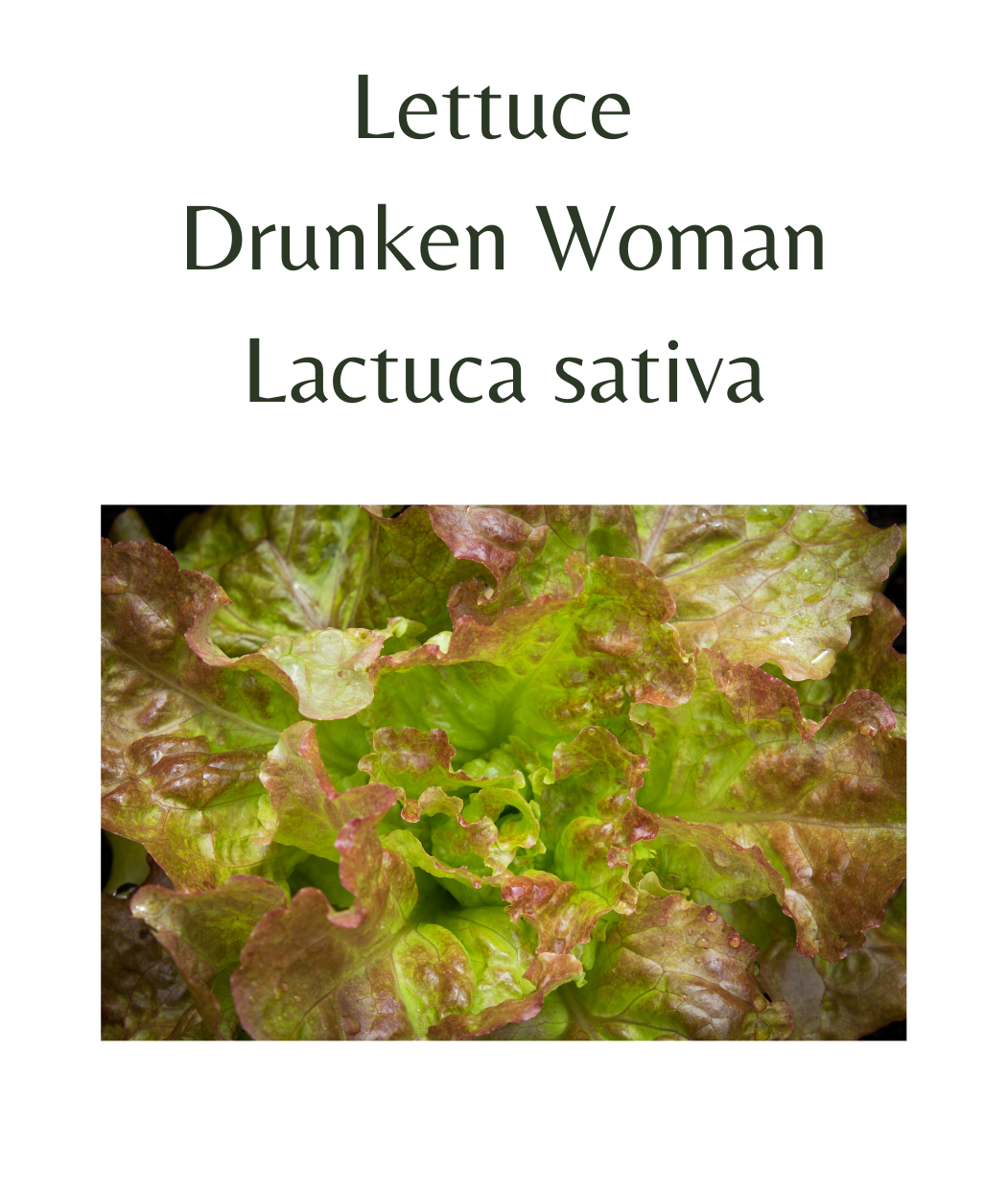 Lettuce_-_Drunken_Woman_150_seeds