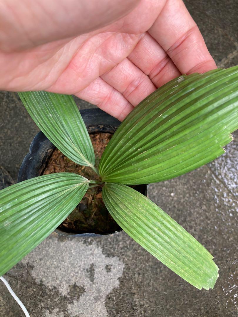 Parasol Palm