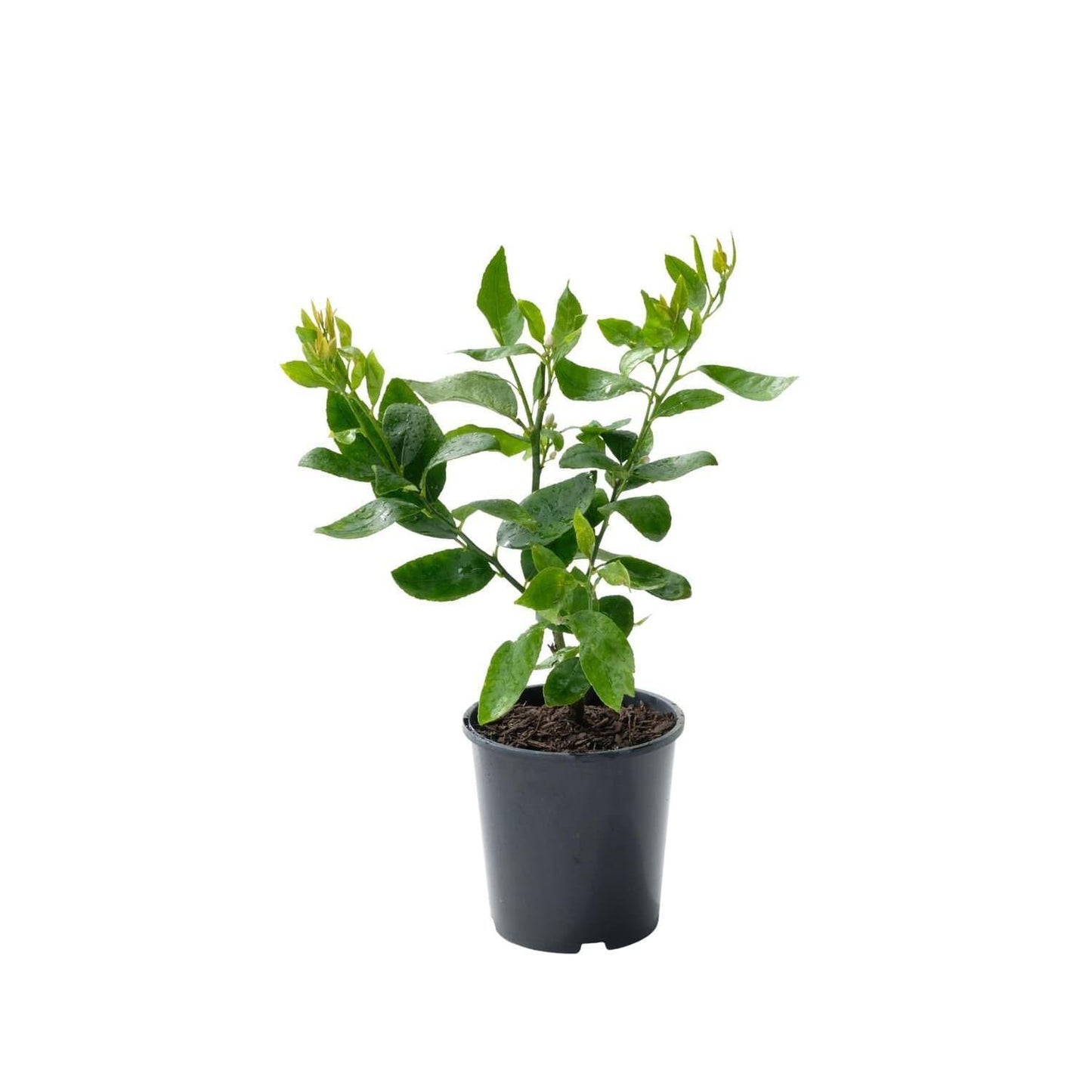 Lime 'Tahitian' 2ltr