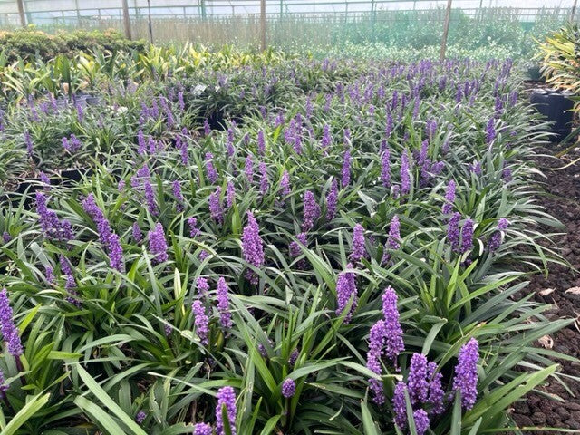 Liriope 'Royal Purple' 2.5ltr