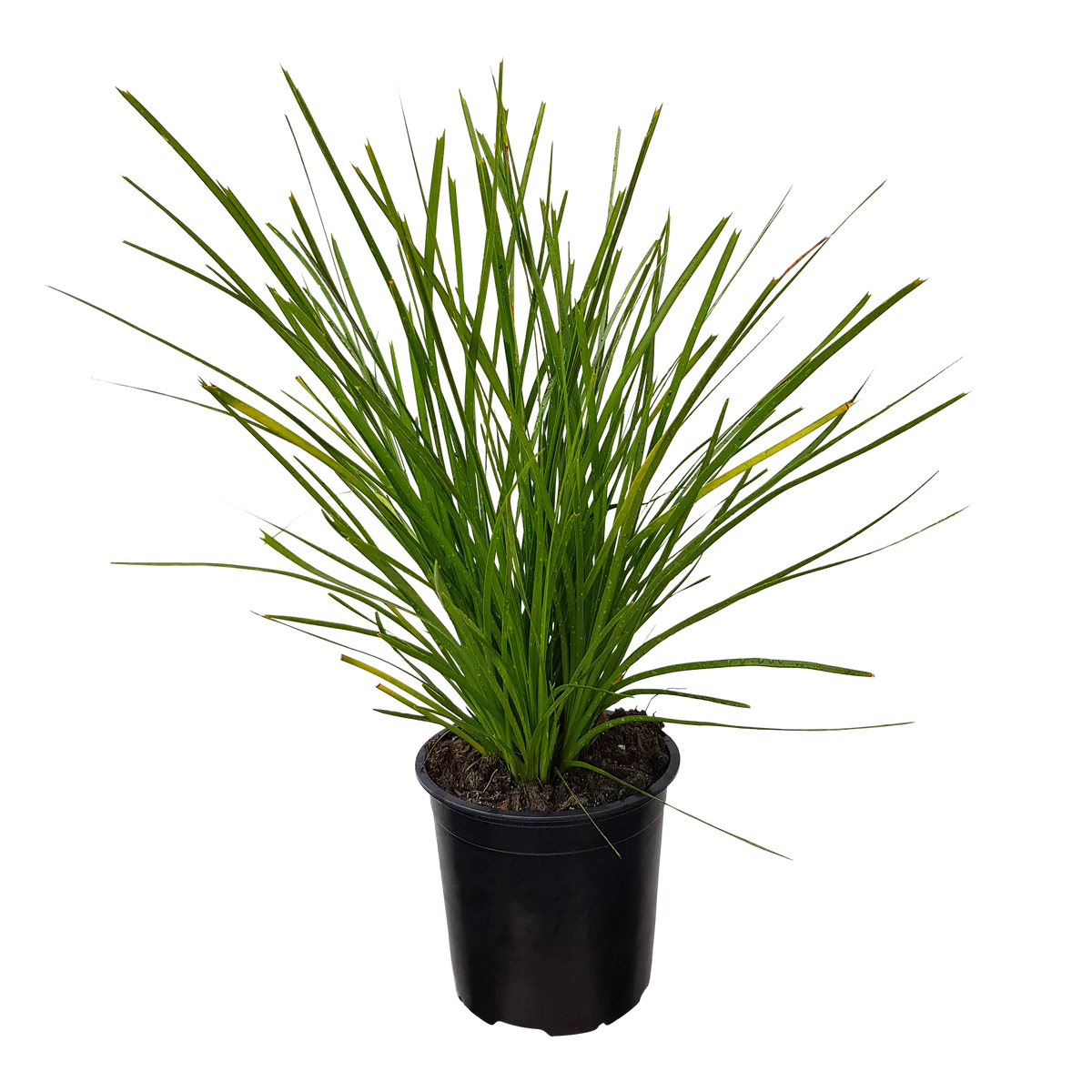 Lomandra 'Lime Tuff' 1ltr | Tray of 20 @ $10.99 Each