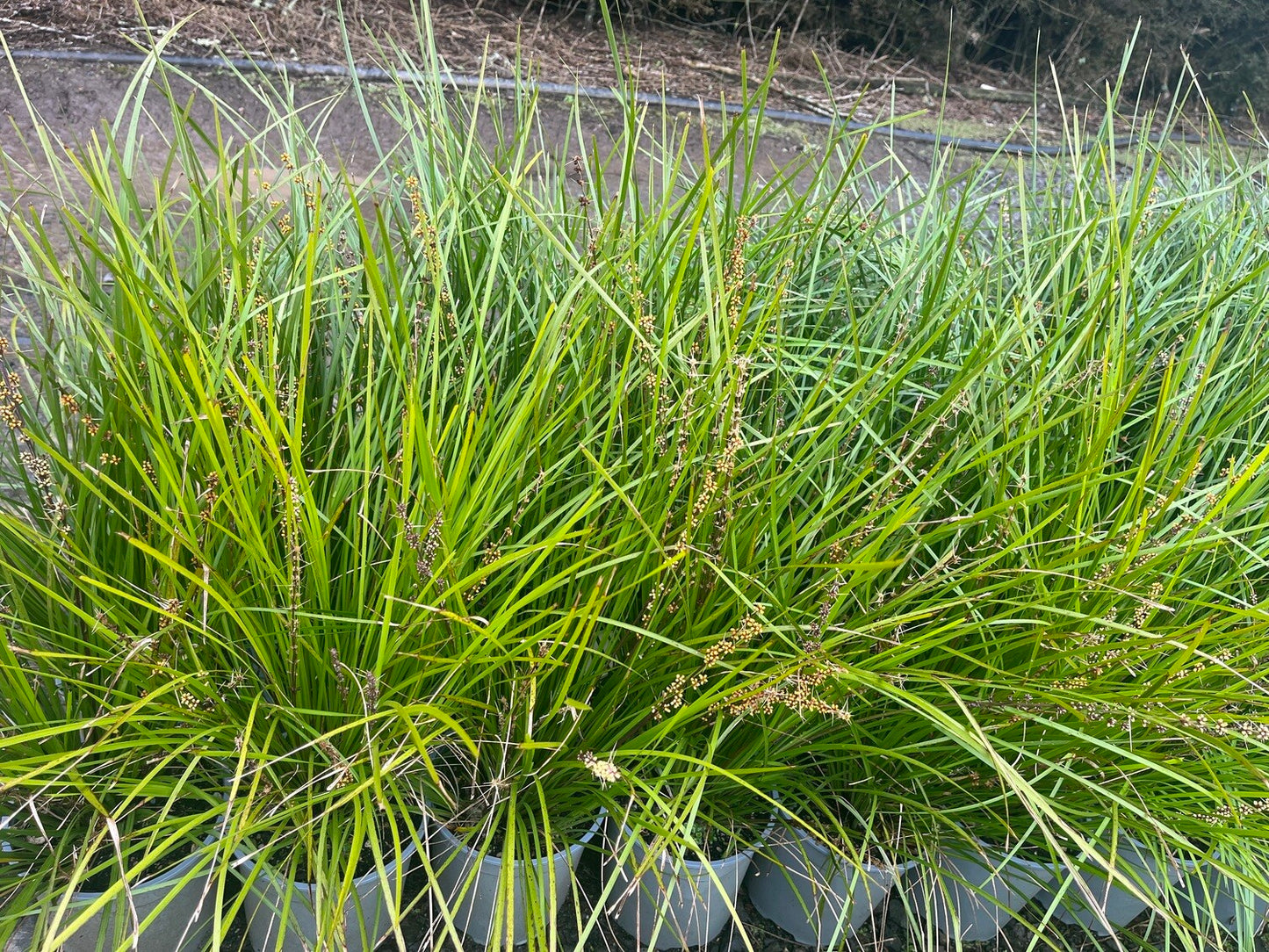 Lomandra 'Tanika' 2.5ltr