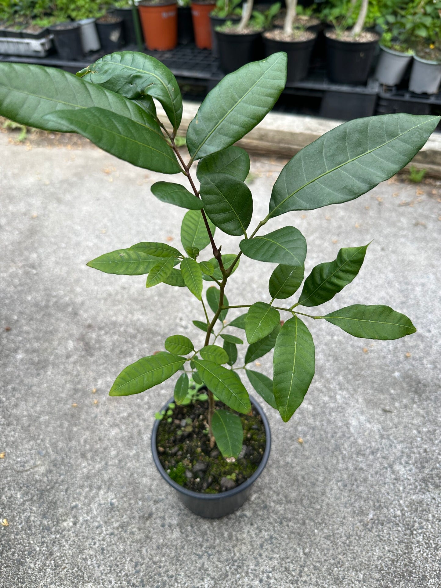 Longan 'Biew Kiew' Seedling