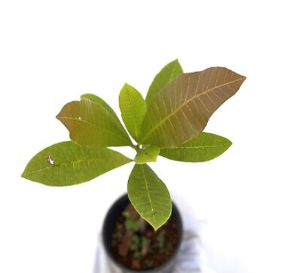 Malabar Sea Almond