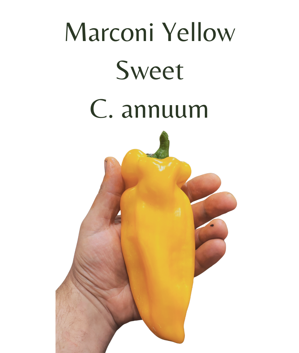 Marconi_-_Yellow_Chilli_Seeds_10_seeds