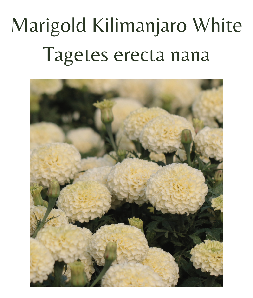 marigold white seeds Marigold