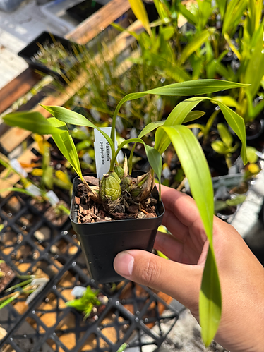 Maxillaria porphyrostele