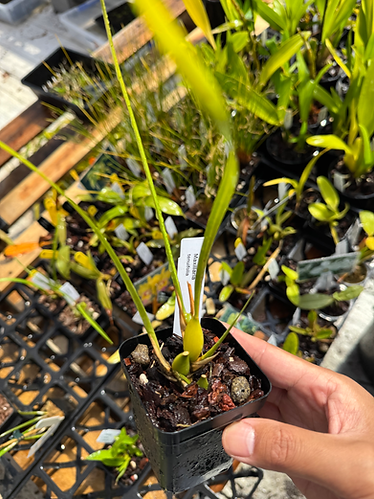 Maxillaria tenuifolia