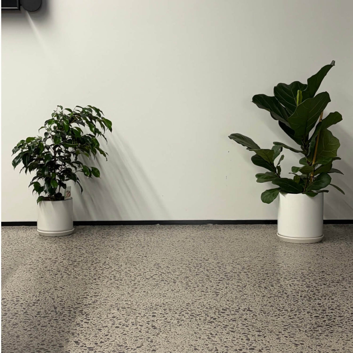 Conference Room Plants nz