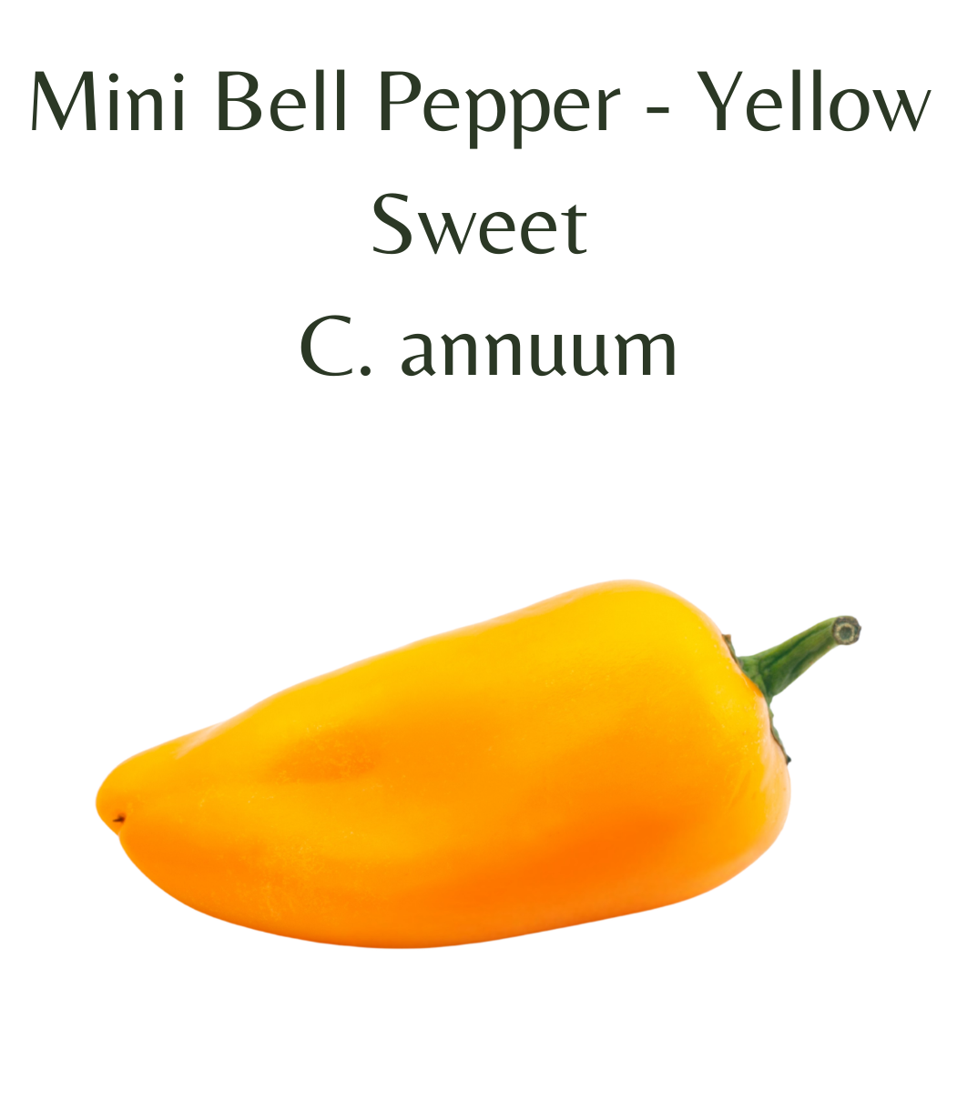 Mini_Bell_Pepper_-_Yellow_Chilli_Seeds_10_seeds