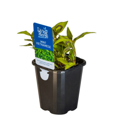 Vietnamese Coriander