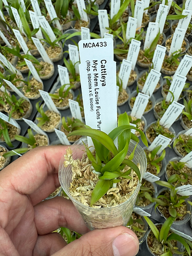 Myrmecocattleya Memoria Louise Fuchs 'Purple Rain' FCC/AOS
