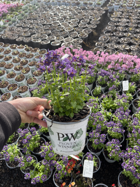 Proven Winners: Nemesia 'Innocence' Dark Blue
