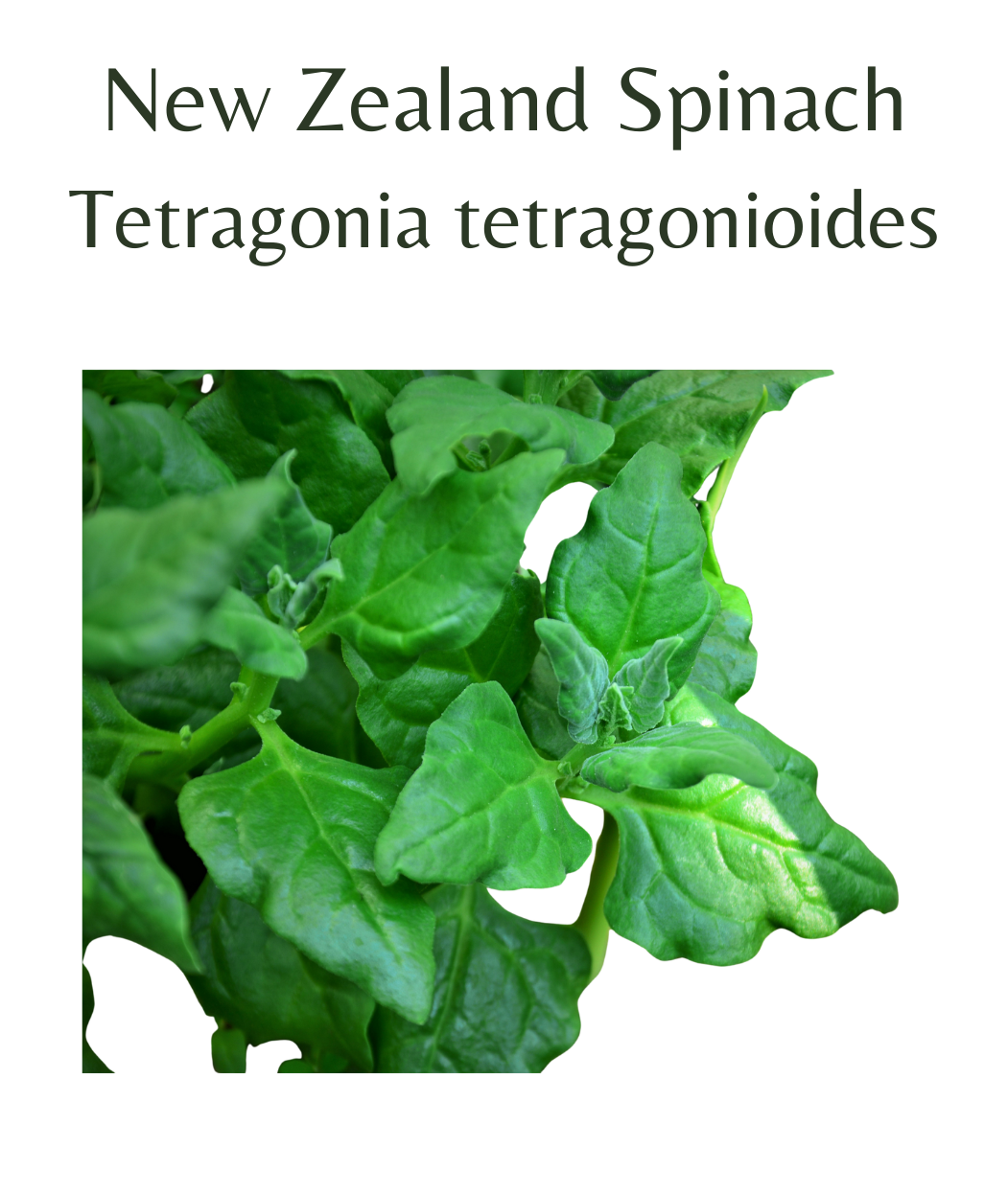 New_Zealand_Spinach_30_seeds
