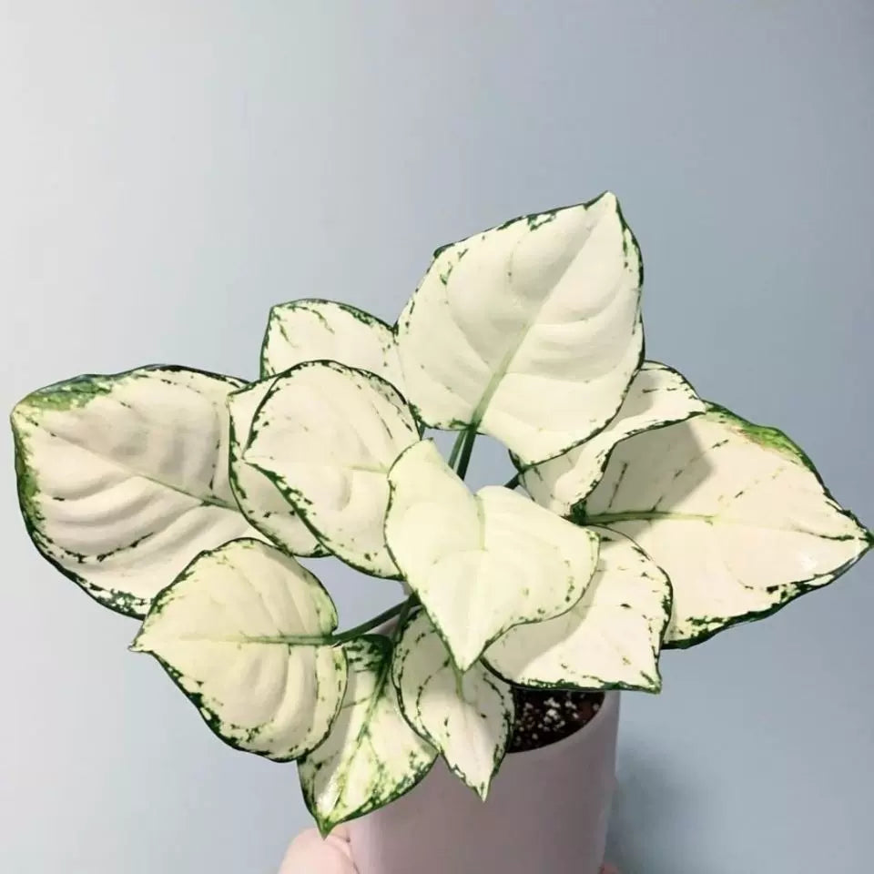 Aglaonema White jade