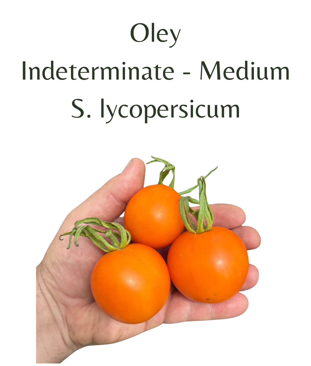 Oley_Tomato_10_seeds