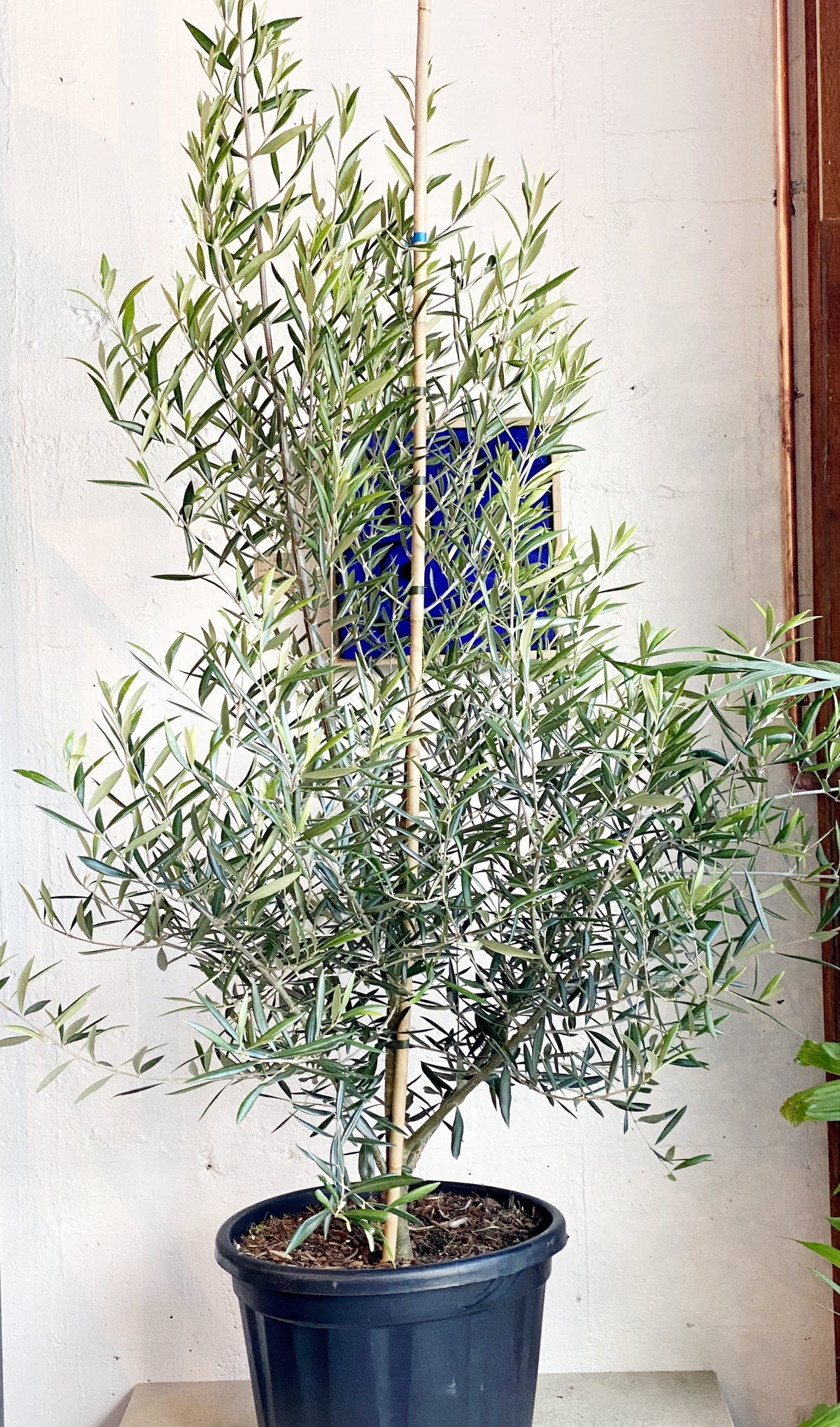 Olive Tree in New Zealand