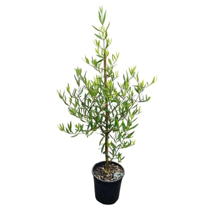 Olive 'El Greco' 3.3ltr