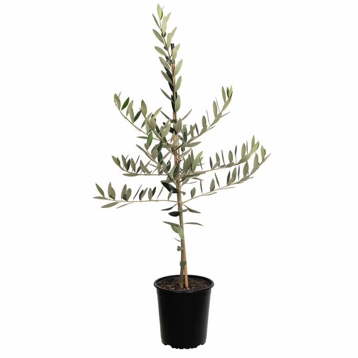 Olive 'Picholine' 3.3ltr