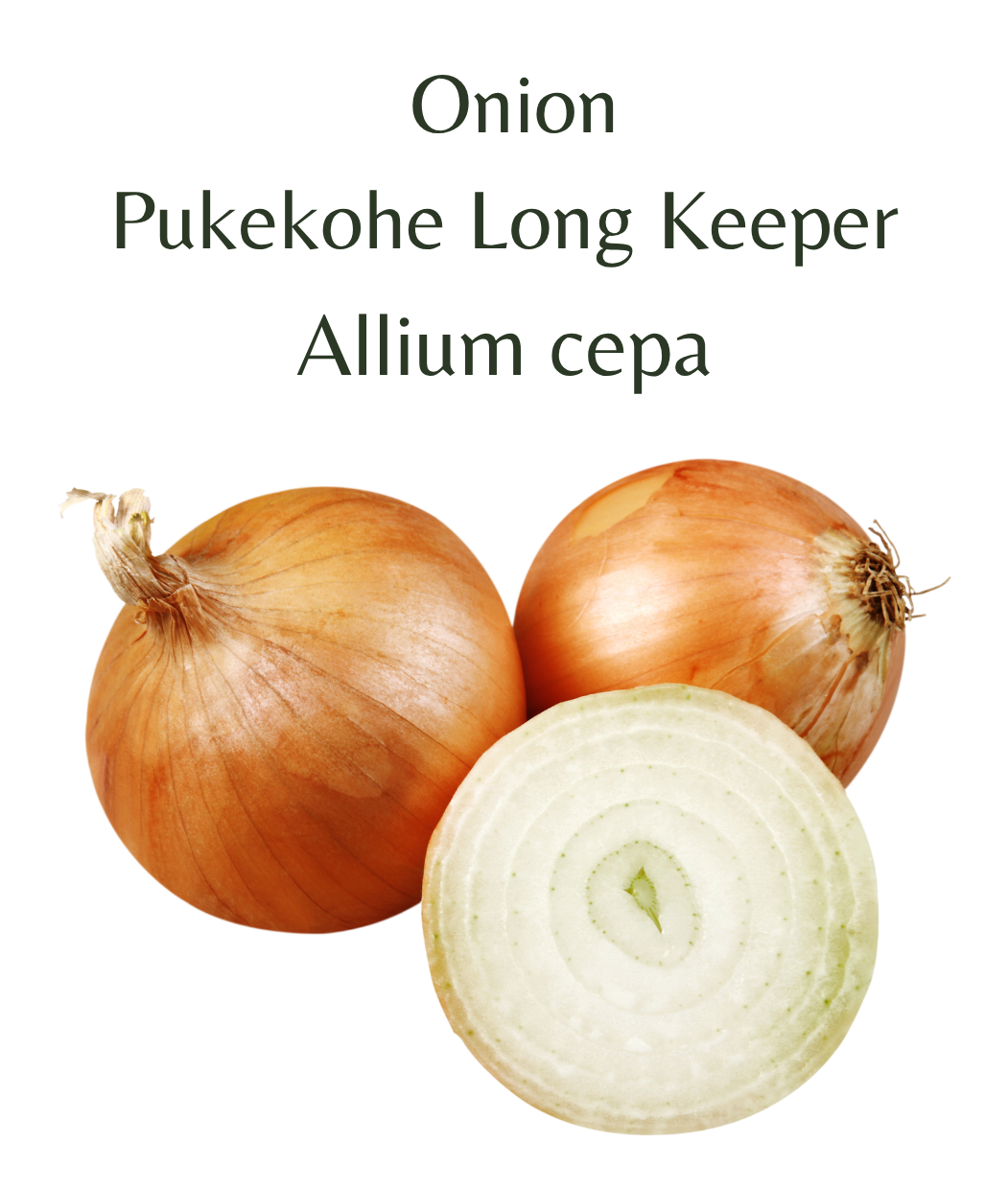 Onion_-_Pukekohe_Long_Keeper_150_seeds