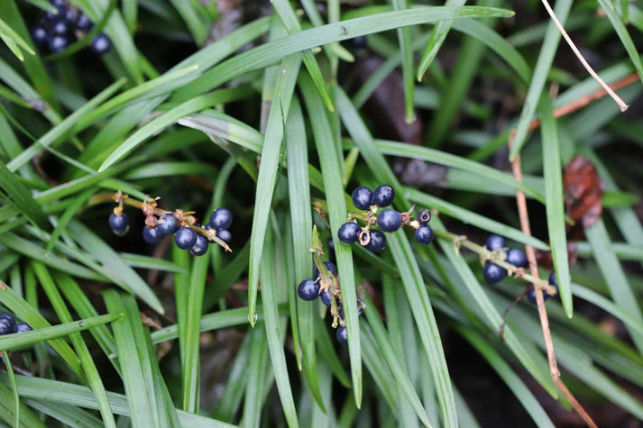 ?!label-Indicative photo