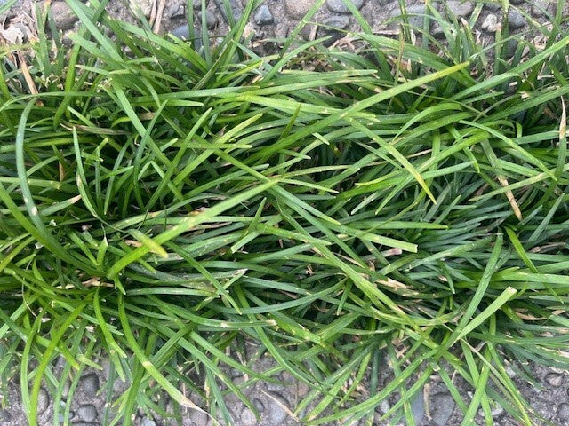 Ophiopogon japonicus 'Long' | Mondo Grass 7cm
