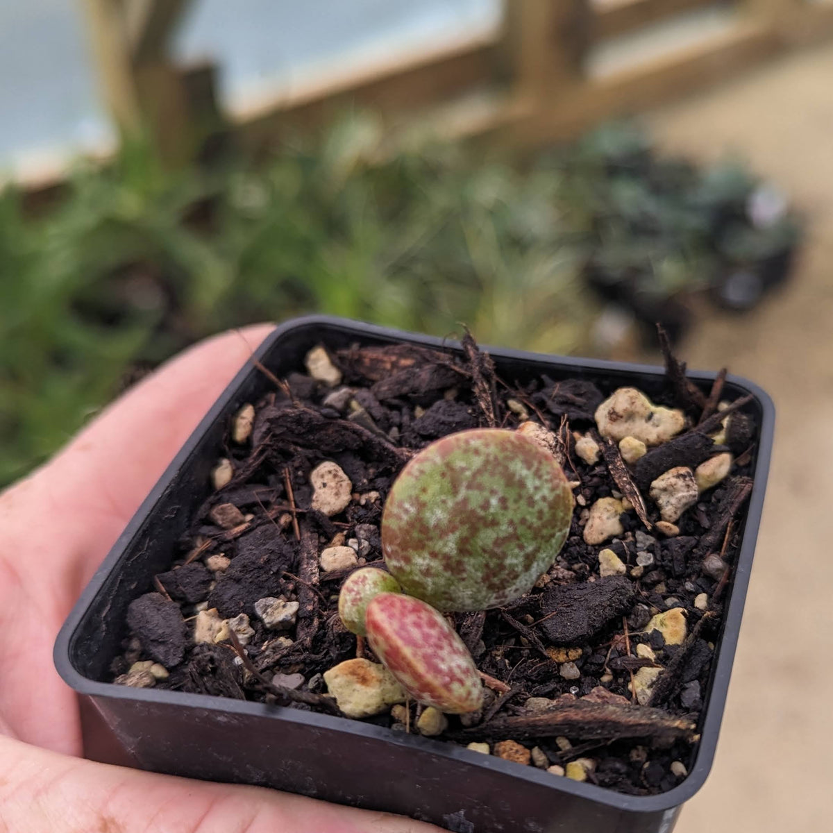 Adromischus Malculatus