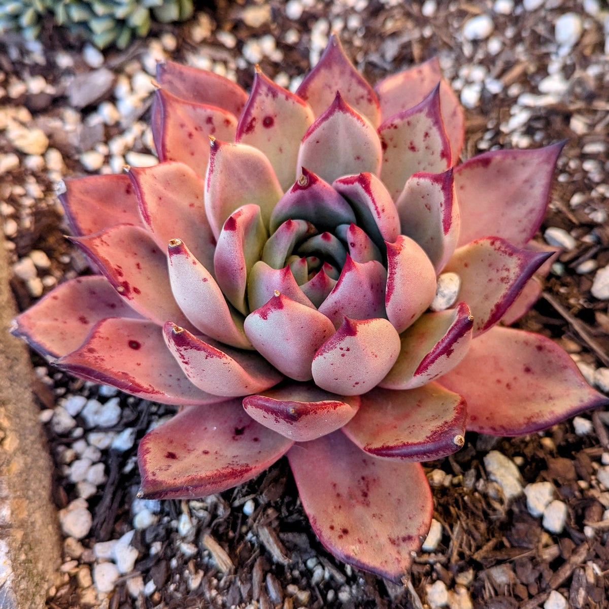 Echeveria Agavoides Sanguinea