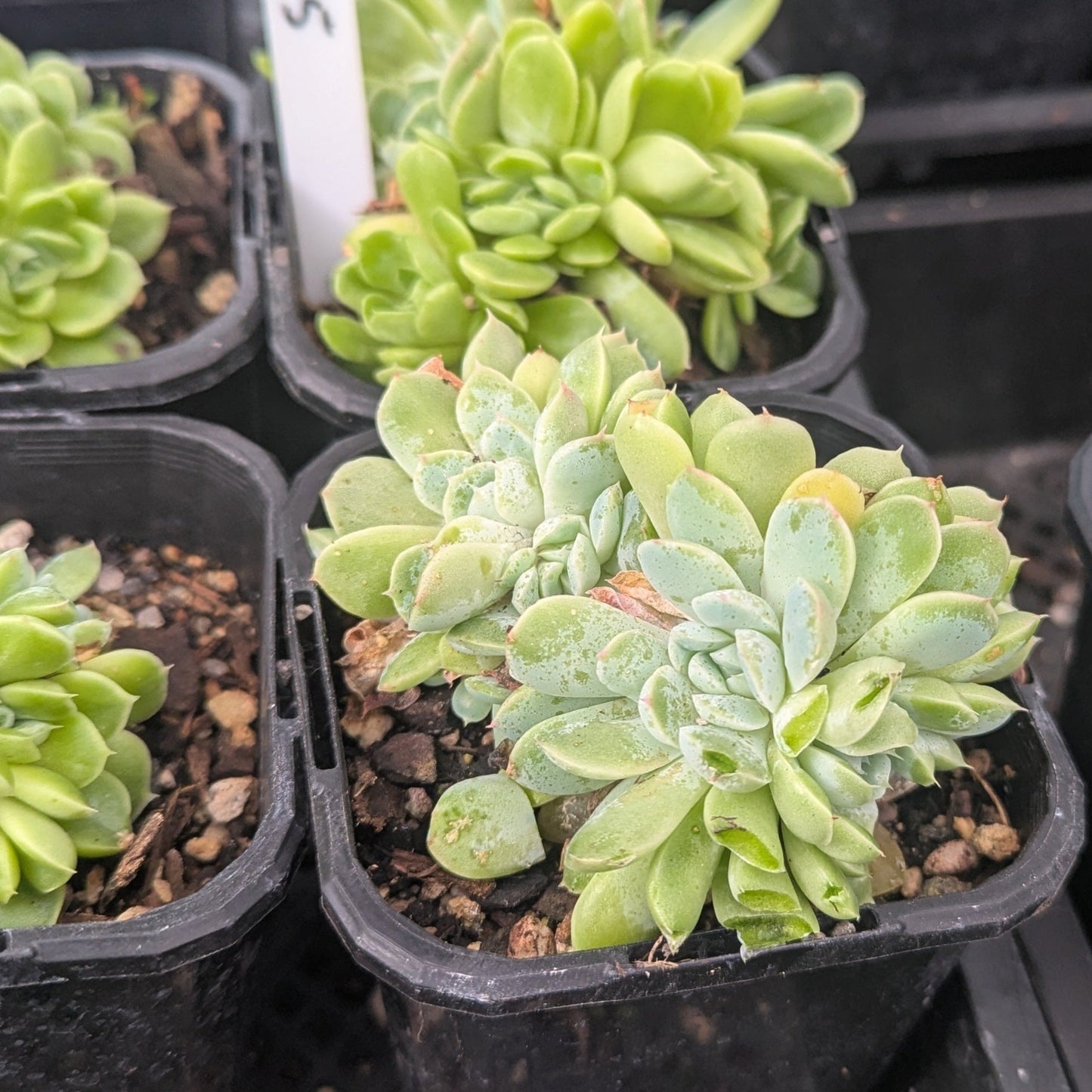 Echeveria Elegans Cristata