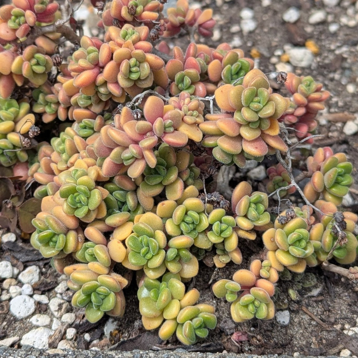Aeonium Lindleyi