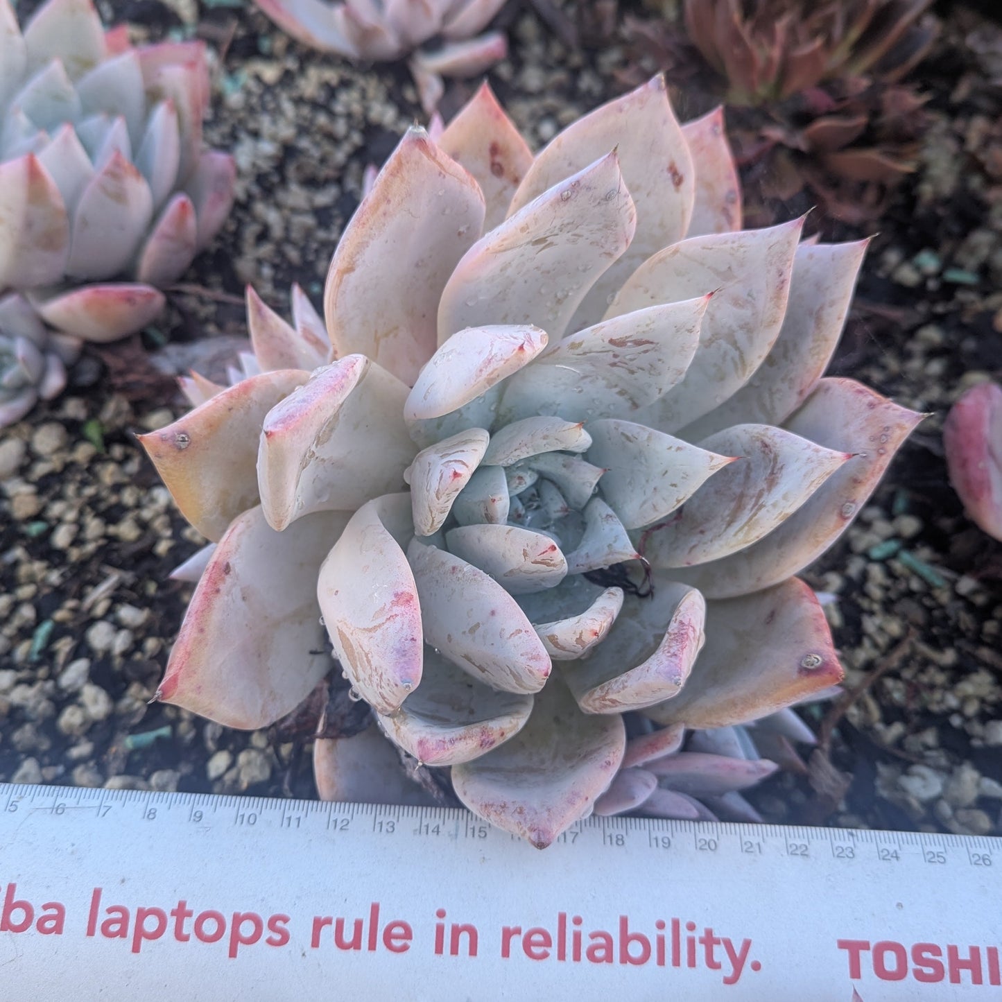 Echeveria Colorata | Mexican Giant