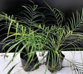 Phoenix roebelenii | Pygmy Date Palm