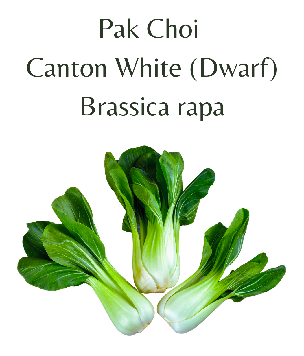 Pak_Choi_-_Canton_White_Dwarf_150_seeds