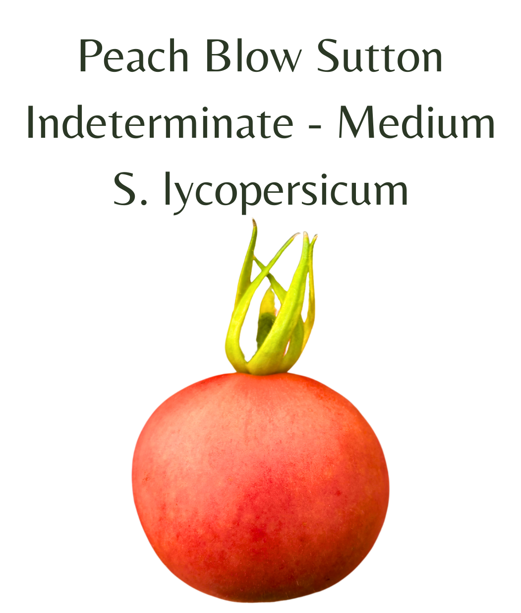 Peach_Blow_Sutton_Tomato_10_seeds