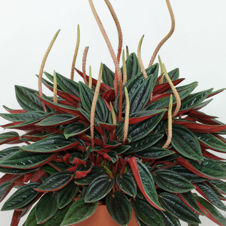 Peperomia Rosso
