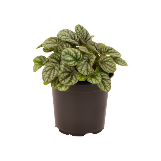 Peperomia caperata x 'Burbella'