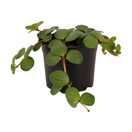 Peperomia tetraphylla 'Hope'