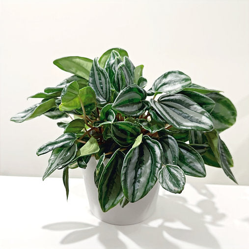 Peperomia Mini Watermelon 14cm