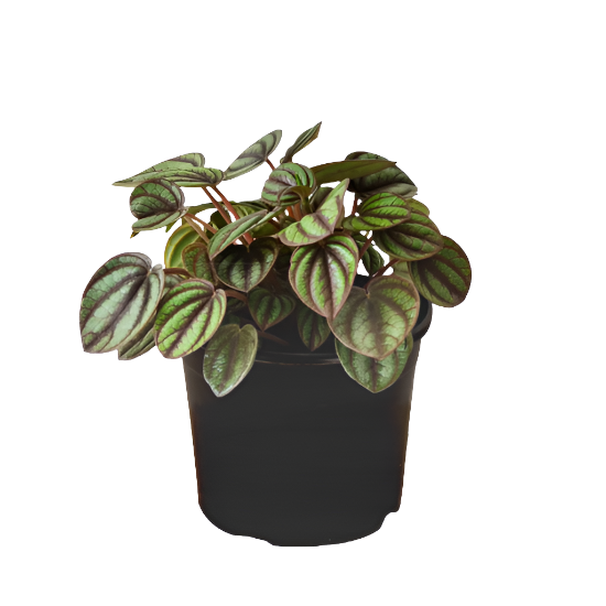 Peperomia albovittata 'Piccolo Banda'